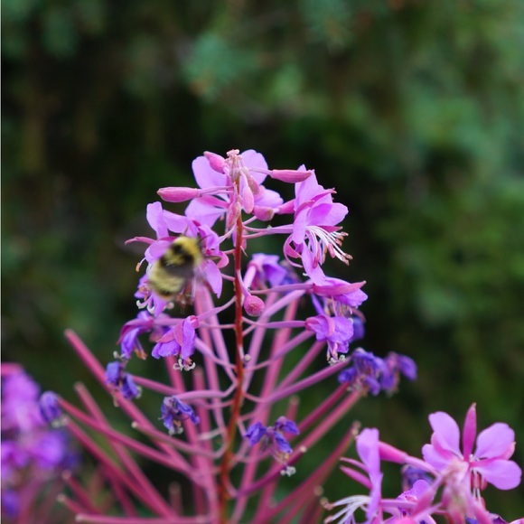 Meet your Posher, Laurel - Picture 1 of 1